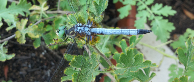 blue dragon