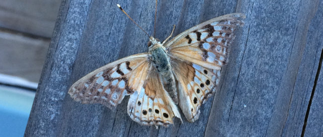 Tawny emperor